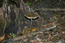 неизвестный гриб